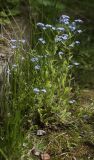 Myosotis sylvatica. Цветущие растения в сообществе с Poaceae. Пермский край, г. Пермь, Свердловский р-н, кладбище \"Южное\", тополёвая роща. 15.06.2017.