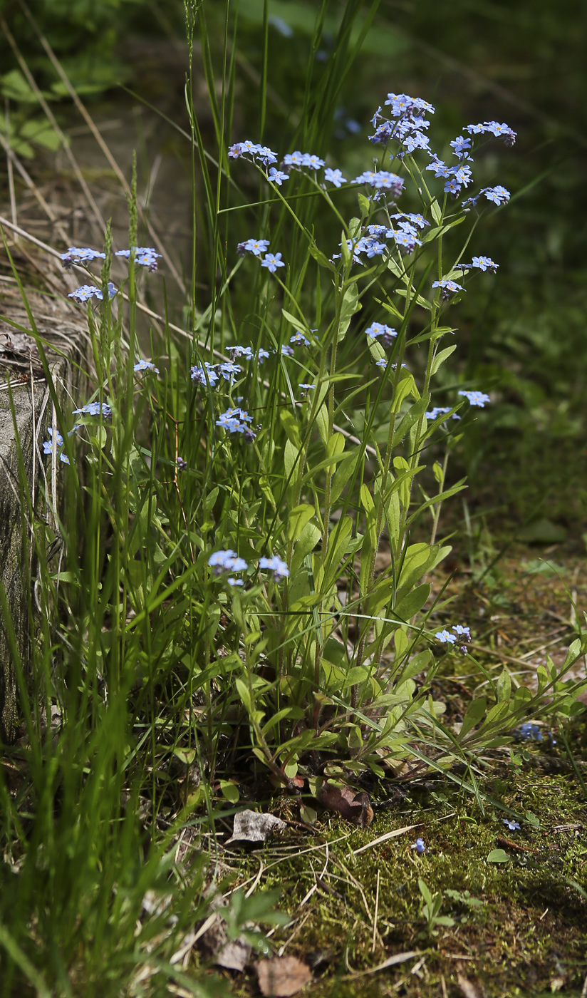 Image of Myosotis sylvatica specimen.