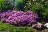 Phlox subulata