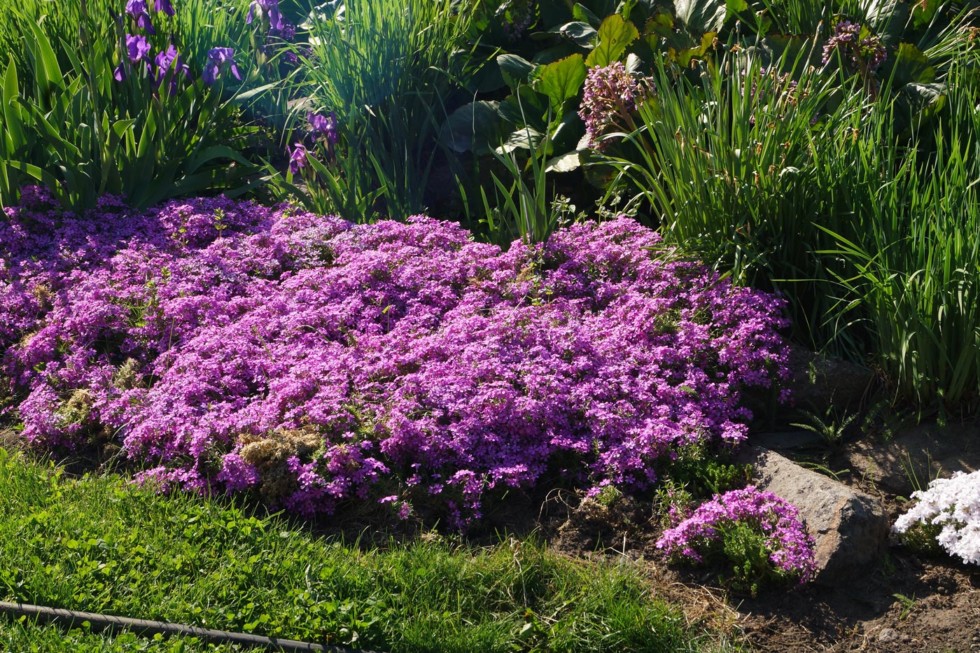Image of Phlox subulata specimen.