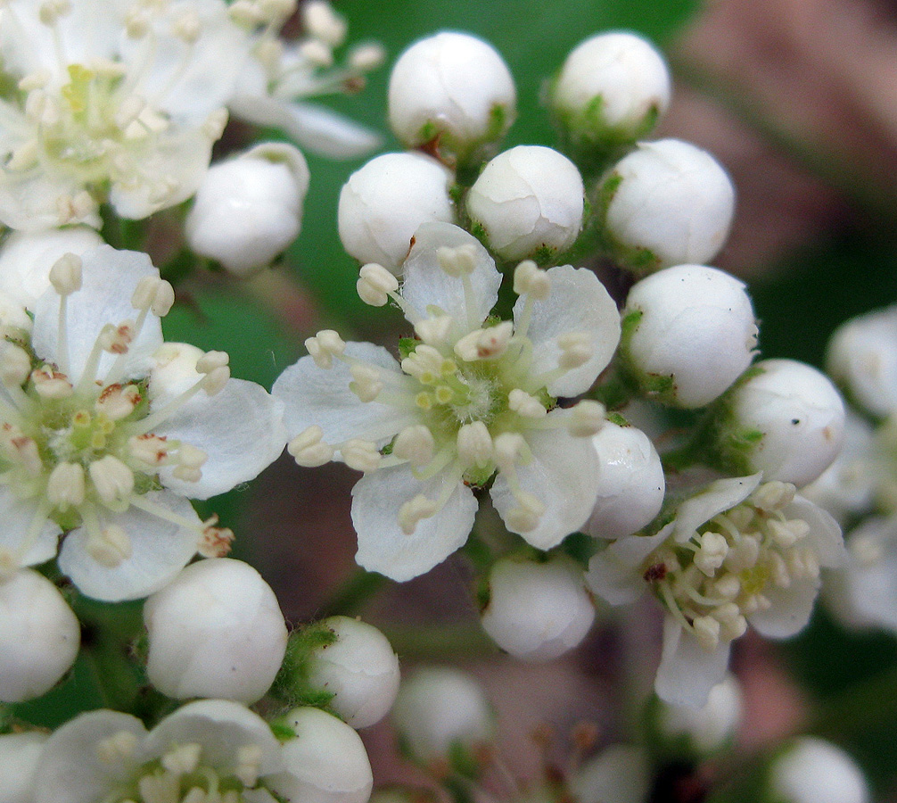 Image of Sorbus aucuparia specimen.