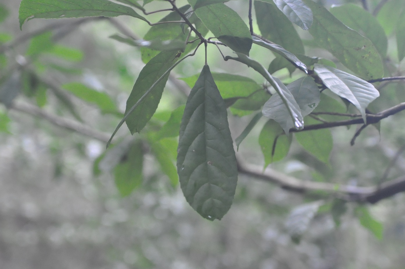 Image of Sloanea hemsleyana specimen.