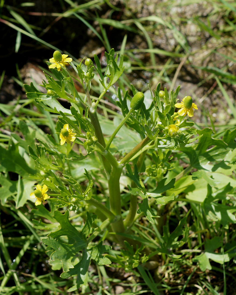 Изображение особи Ranunculus sceleratus.