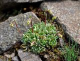 Saxifraga cartilaginea