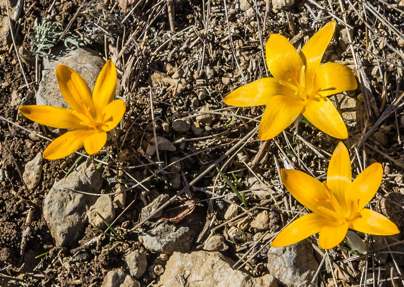 Image of Crocus angustifolius specimen.