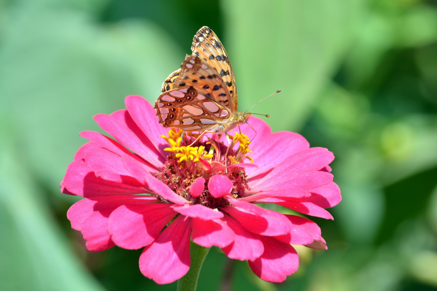 Image of Zinnia elegans specimen.