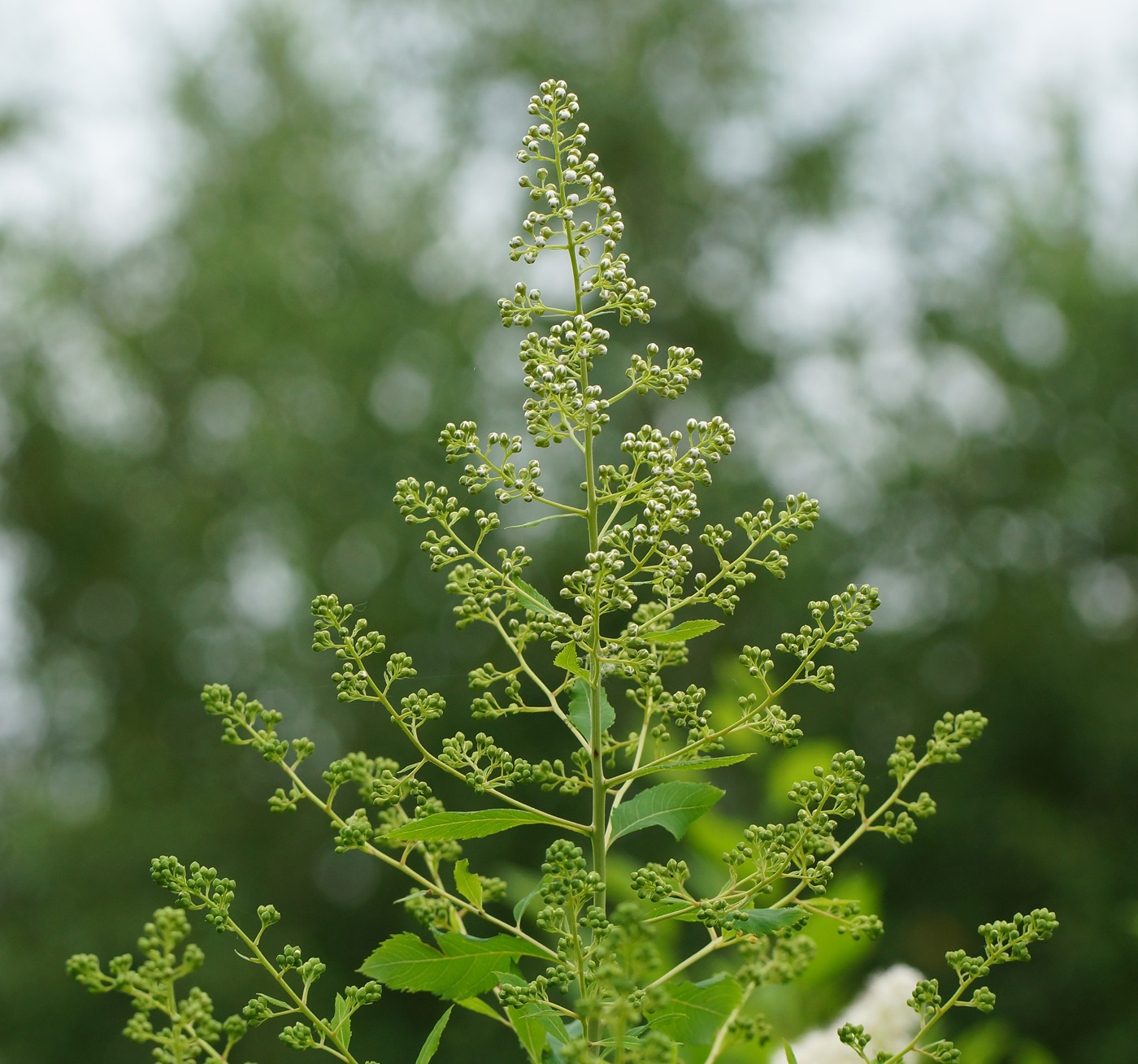 Изображение особи Spiraea alba.