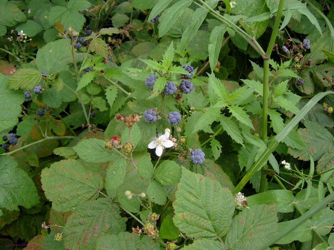 Изображение особи Rubus caesius.