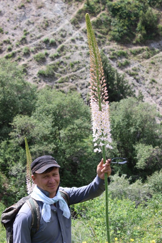 Image of Eremurus robustus specimen.