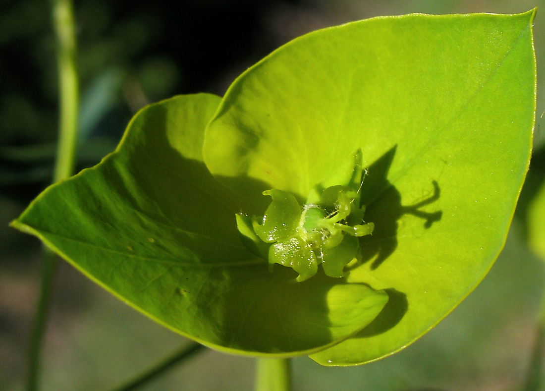 Image of Euphorbia virgata specimen.