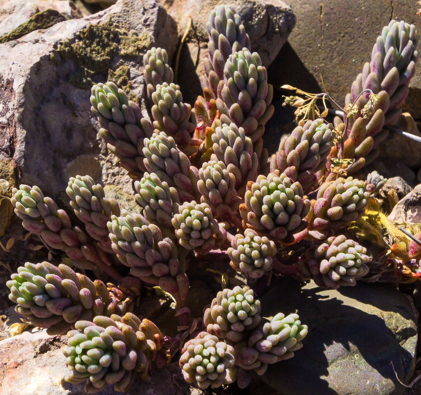 Image of genus Sedum specimen.