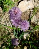 Allium schoenoprasum. Соцветия. Якутия (Саха), Мирнинский р-н, пос. Светлый, берег р. М. Ботуобуя. 12.07.2009.