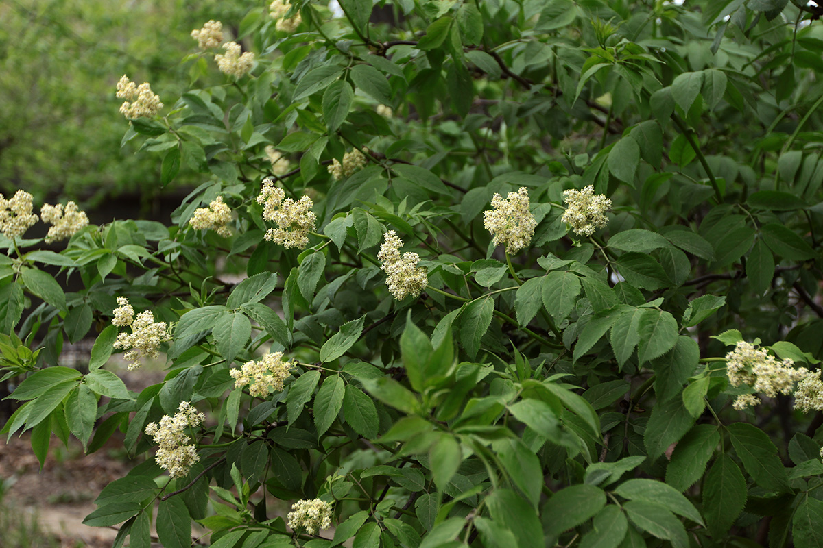 Изображение особи Sambucus sibirica.