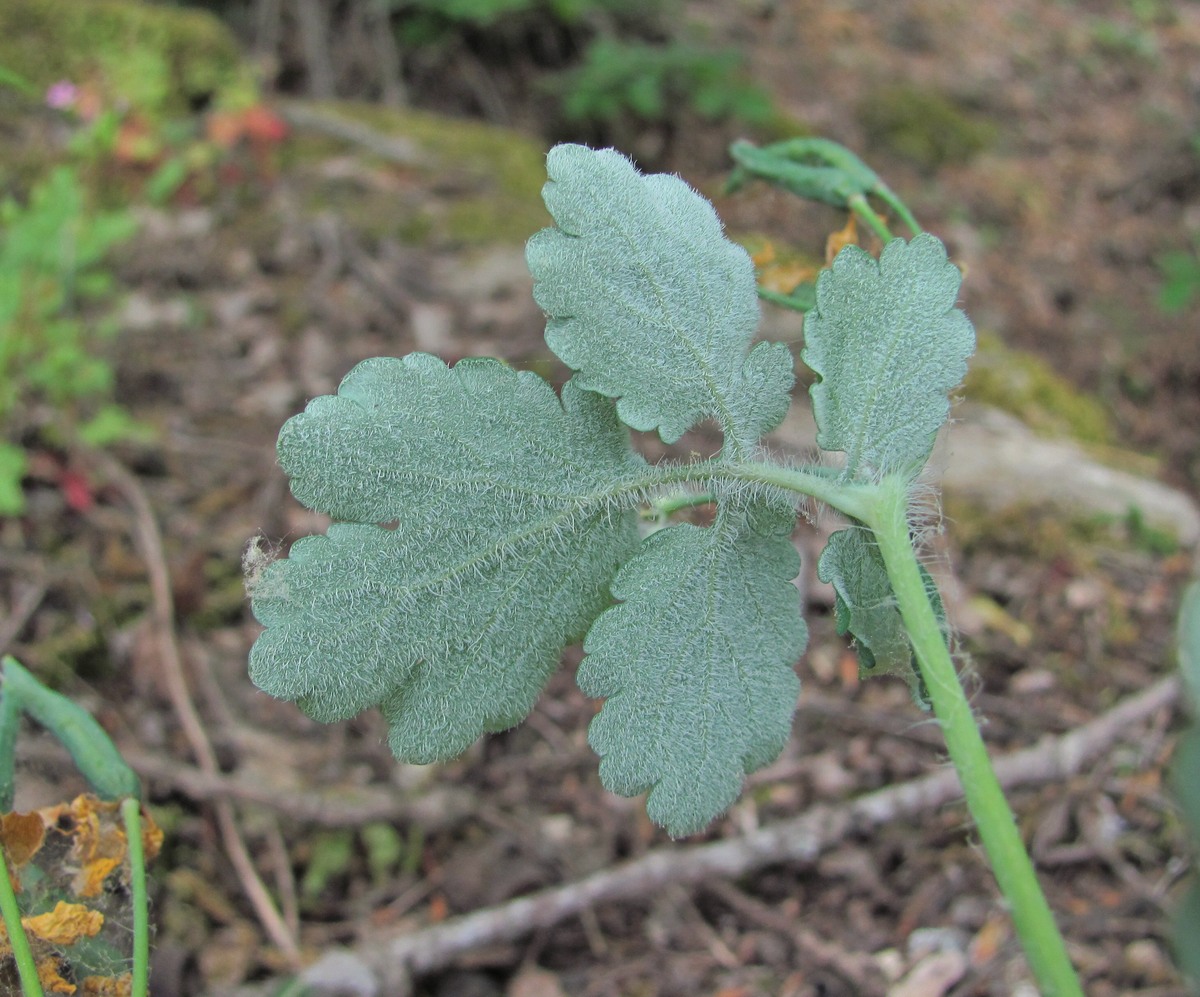 Image of Chelidonium majus specimen.