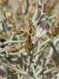 Centaurea spinosa. Верхушка веточки с соцветиями-корзинками. Греция, о-в Крит, ном Ханья (Νομός Χανίων), дим Ханья (Δήμος Χανίων), полуостров Акротири (Ακρωτήρι), побережье Эгейского моря. 30 июня 2017 г.