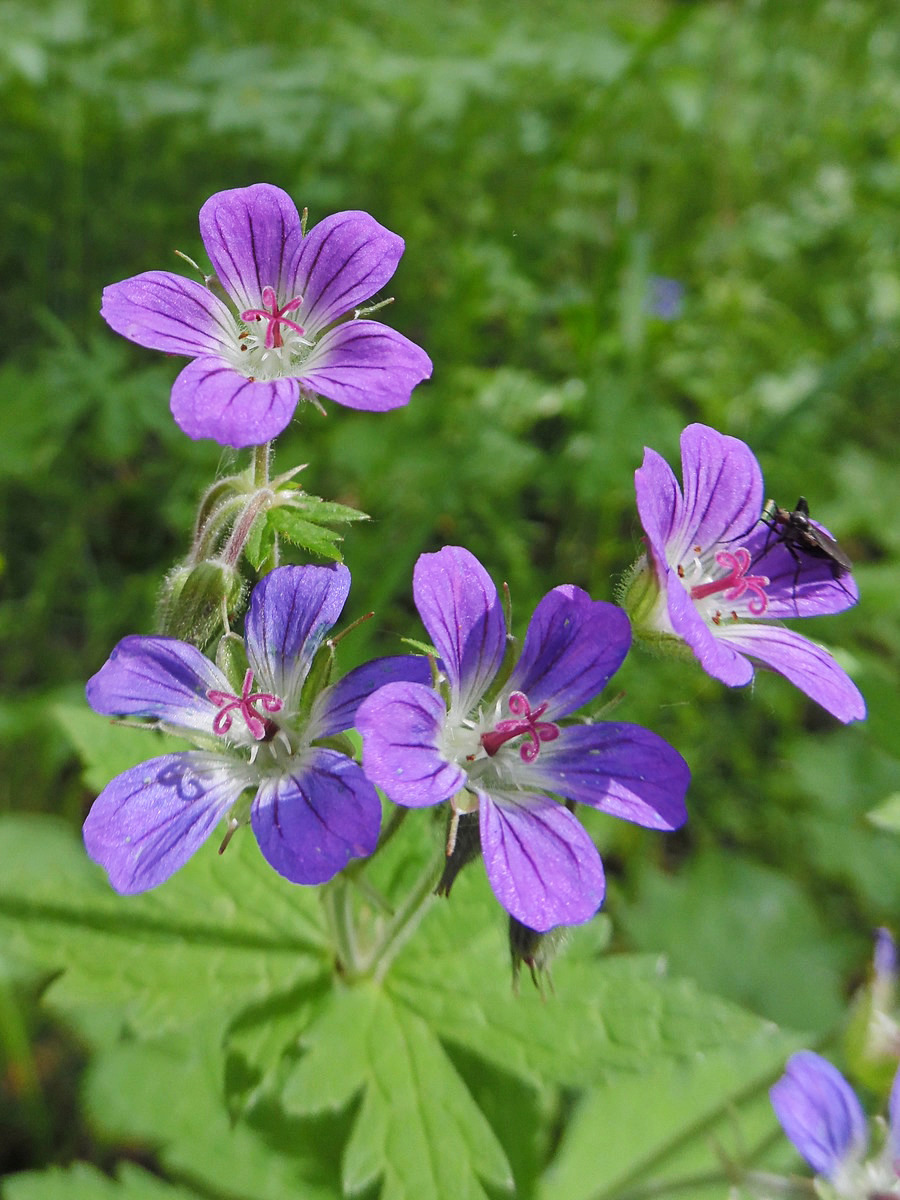Изображение особи Geranium sylvaticum.