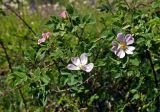 Rosa canina. Верхушки ветвей цветущего кустарника. Тульская обл., Алексинский р-н, долина р. Вашана, опушка сосново-лиственного леса. 11.06.2018.