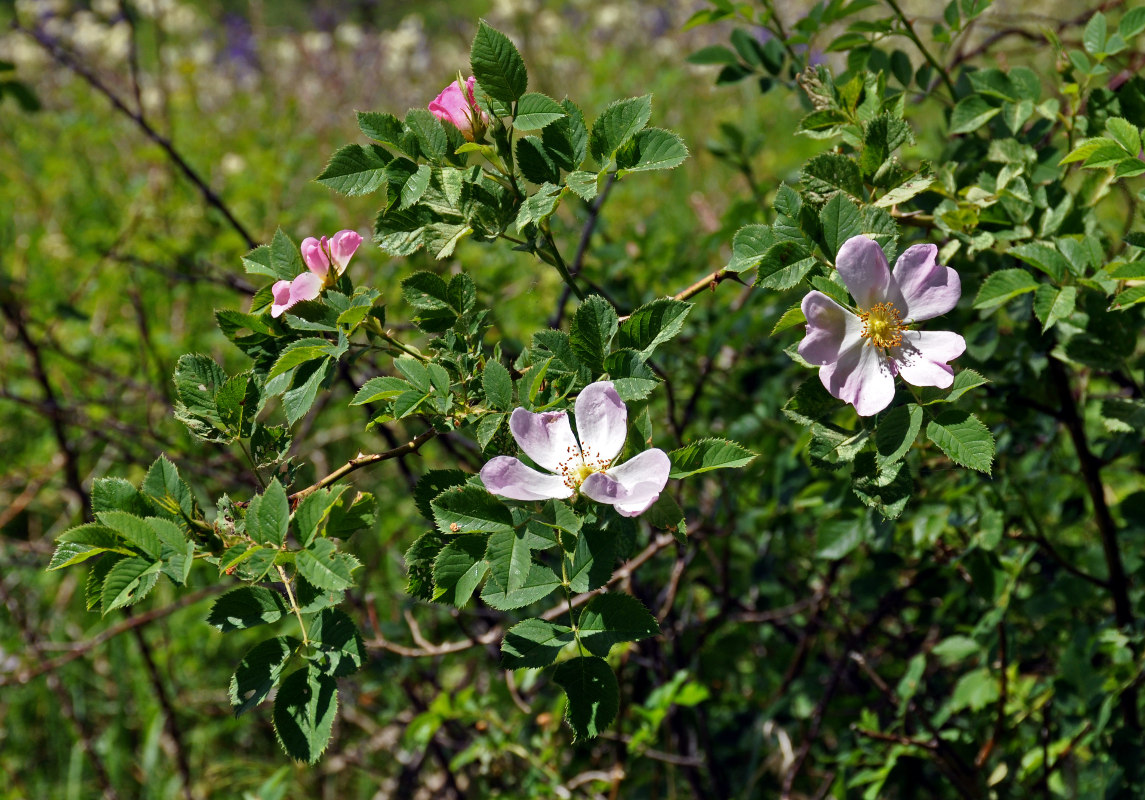 Image of Rosa canina specimen.