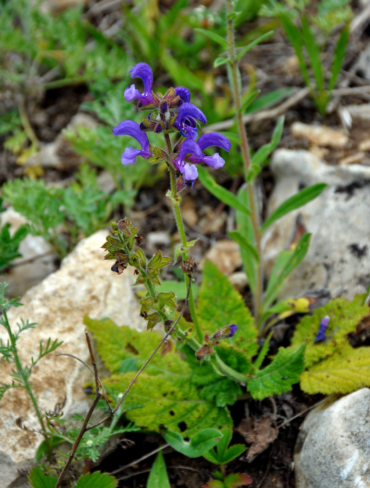 Изображение особи Salvia pratensis.