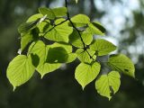 Tilia cordifolia