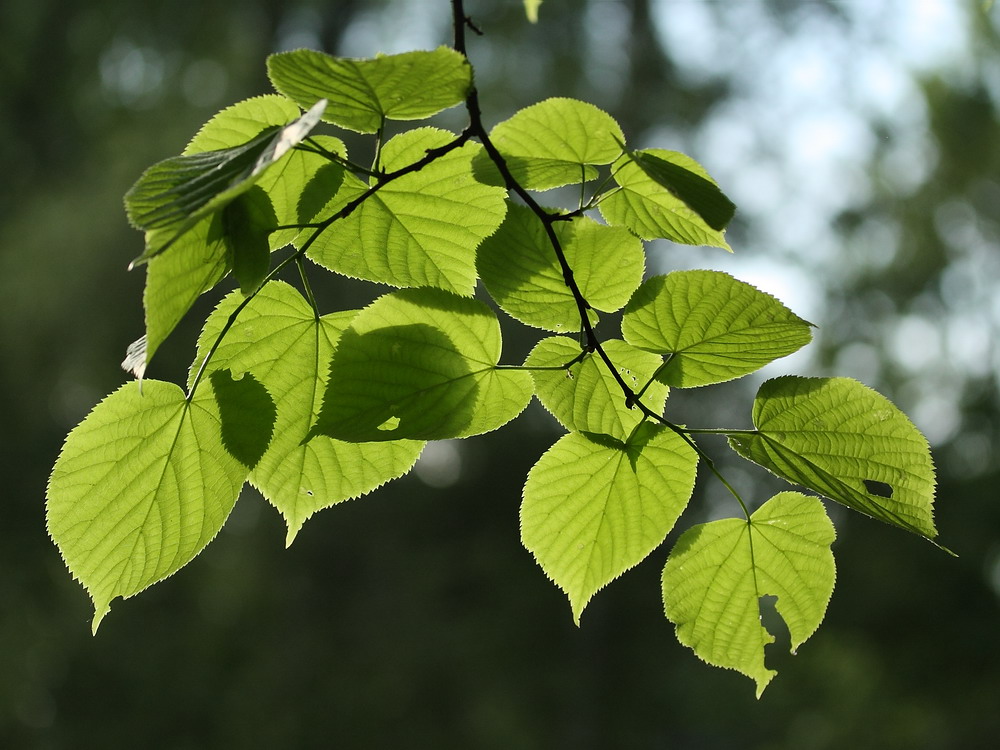 Изображение особи Tilia cordifolia.