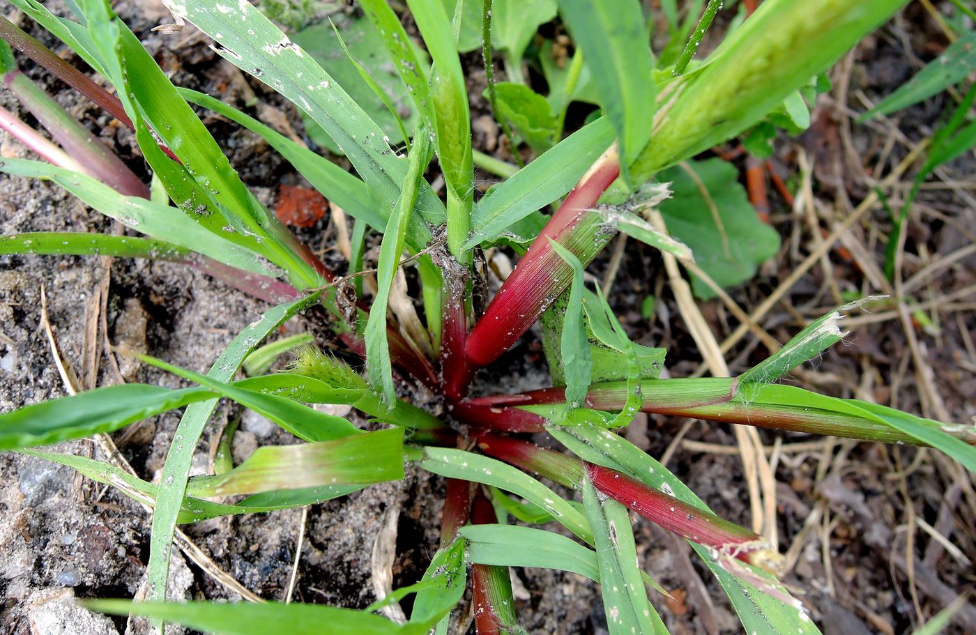 Image of Setaria pumila specimen.