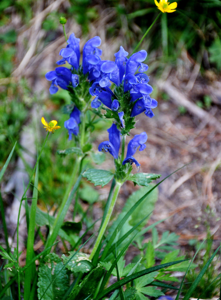 Изображение особи Dracocephalum grandiflorum.