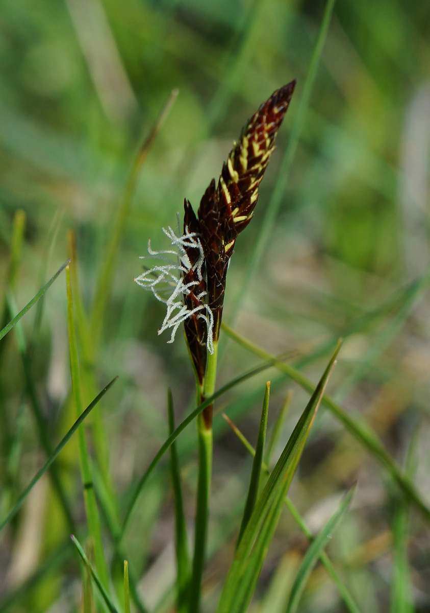 Изображение особи род Carex.