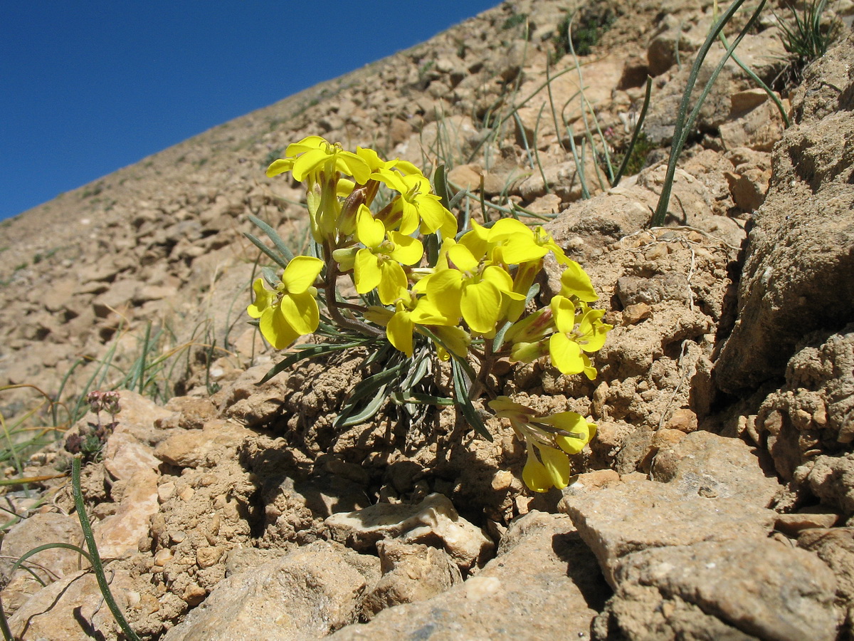 Изображение особи Erysimum humillimum.