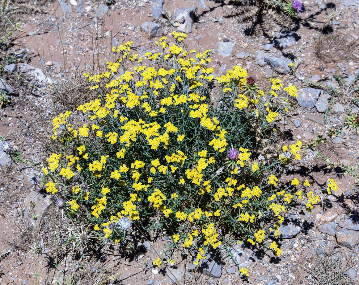 Image of Achillea falcata specimen.