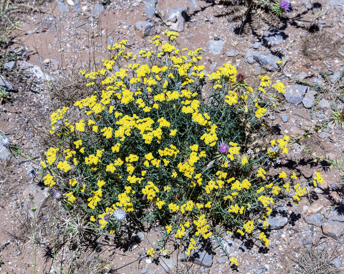 Изображение особи Achillea falcata.