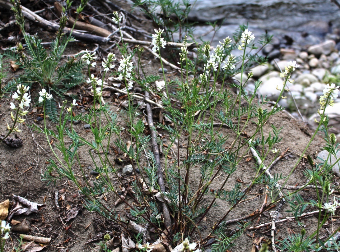 Image of Astragalus bifidus specimen.