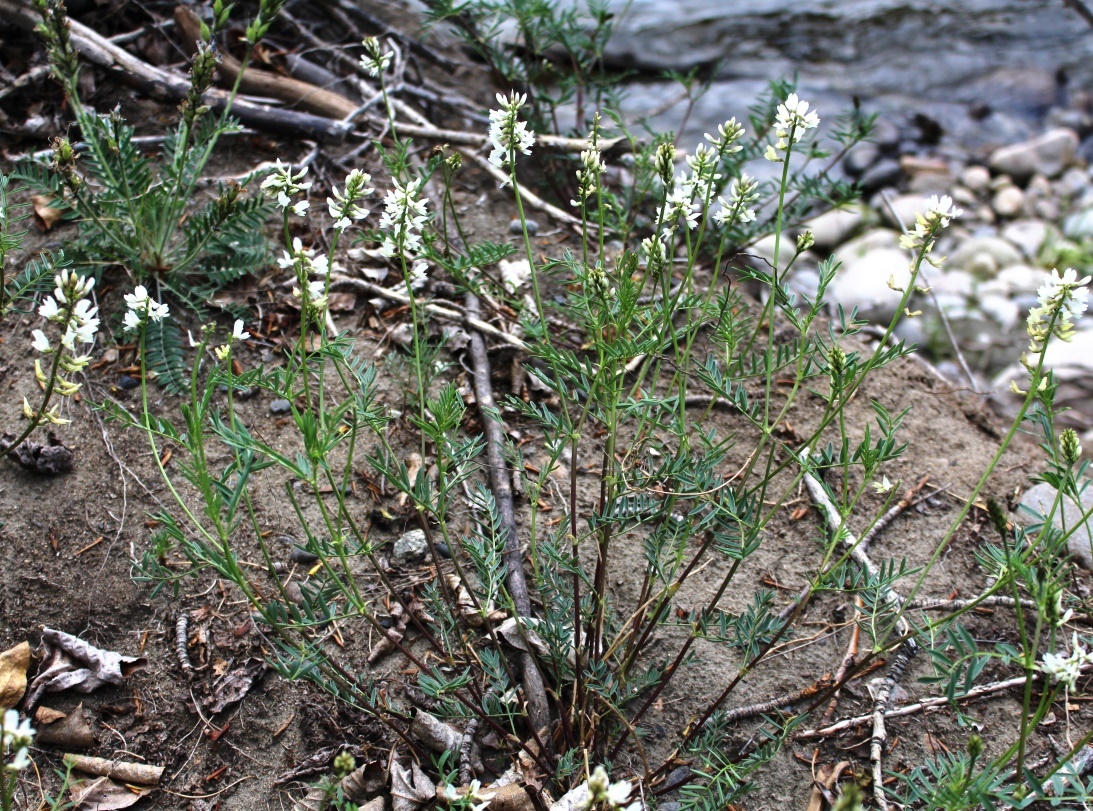 Изображение особи Astragalus bifidus.