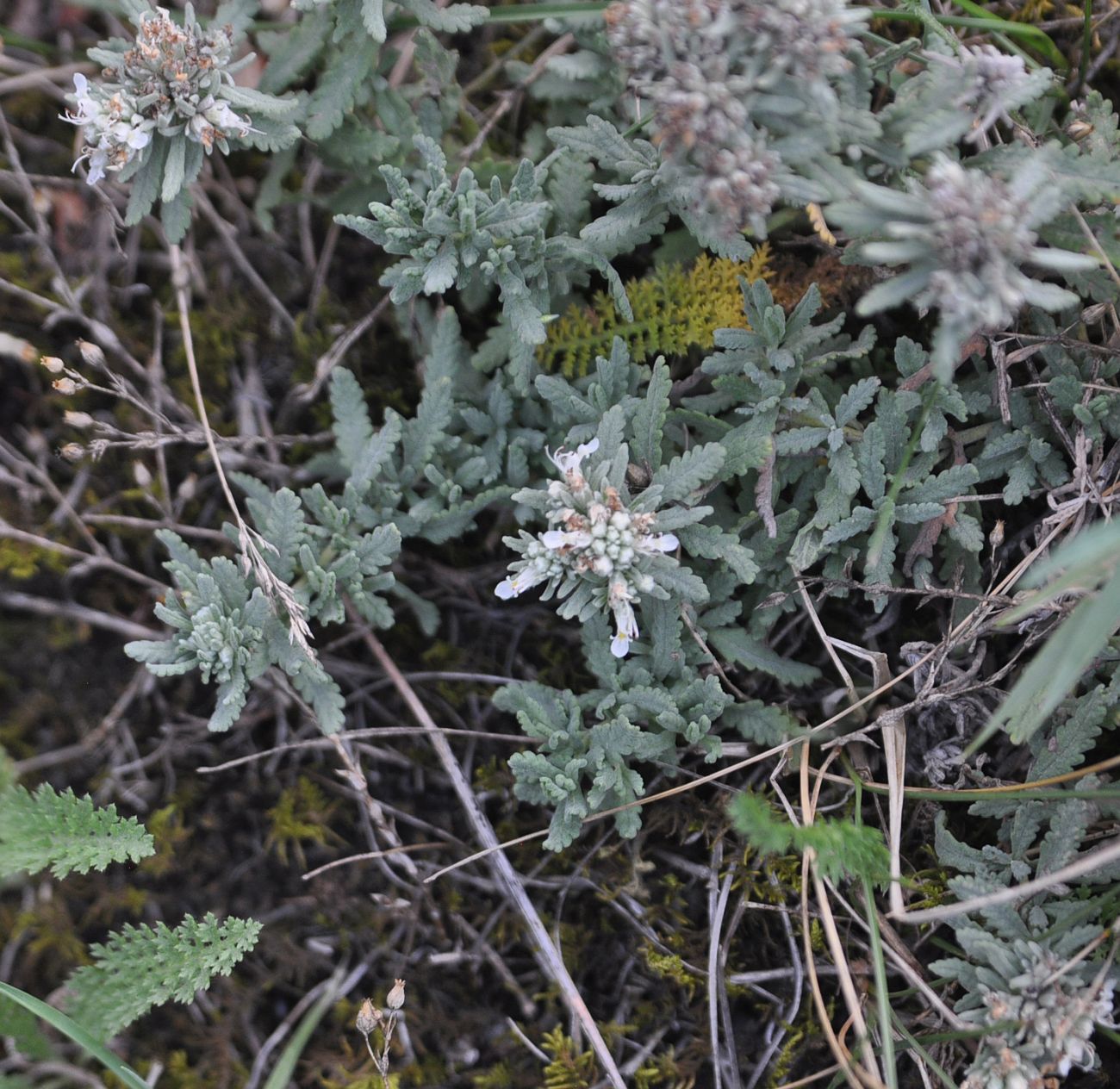 Изображение особи Teucrium capitatum.