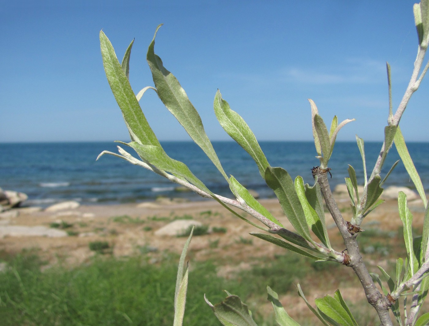 Image of Pyrus salicifolia specimen.