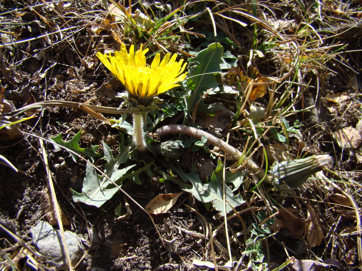 Изображение особи Taraxacum turcomanicum.