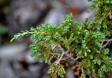 Juniperus sibirica. Верхушка ветви. Мурманская обл., Хибины, перевал Южный Чорргор, ≈ 800 м н.у.м., каменистый склон. 07.08.2018.