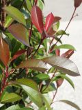 Photinia serratifolia. Верхушки побегов. Краснодарский край, м/о город-курорт Сочи, Адлерский р-н, Природный орнитологический парк в Имеретинской низменности, кластер №7, в культуре. 30.10.2018.