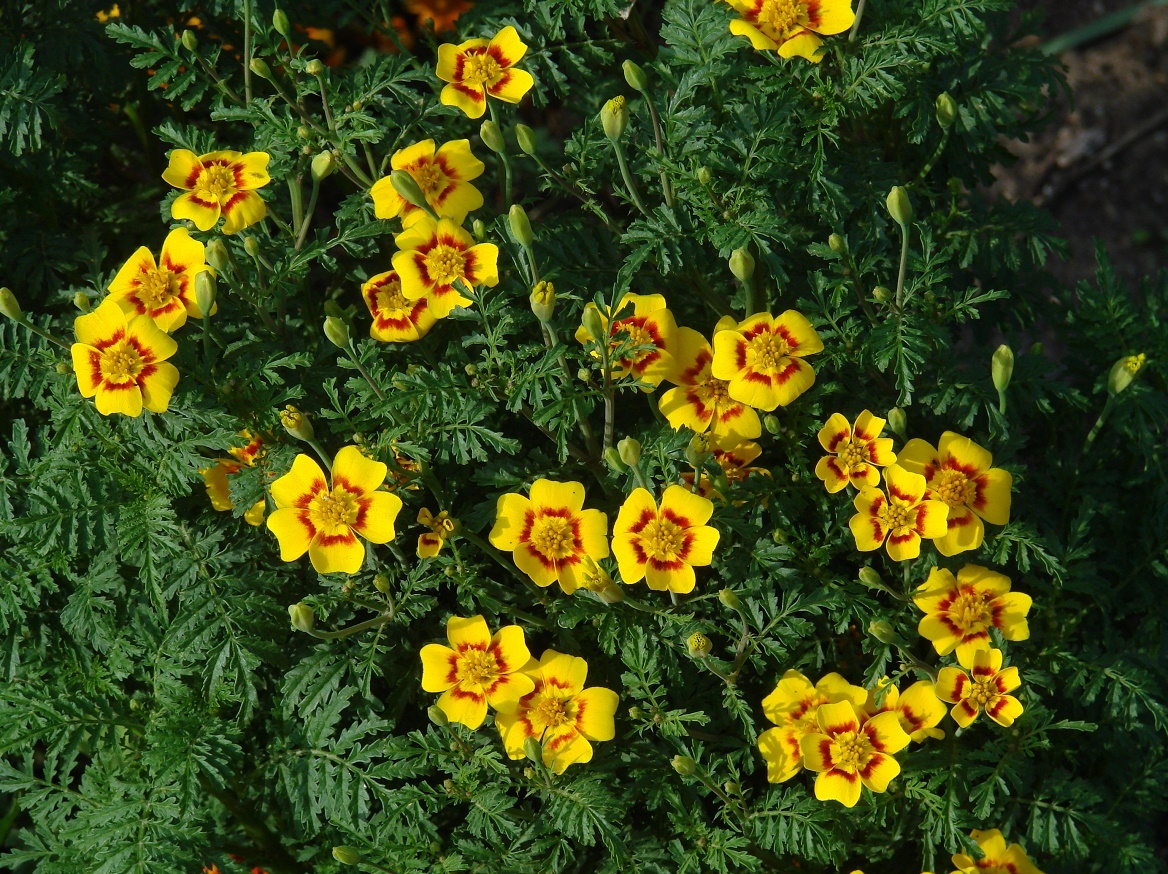Изображение особи Tagetes tenuifolia.
