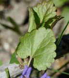 Glechoma hederacea