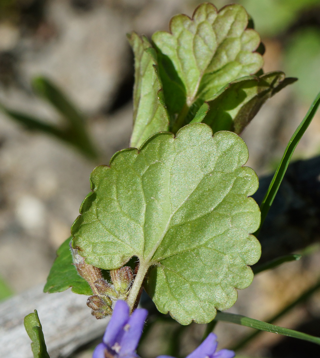 Изображение особи Glechoma hederacea.