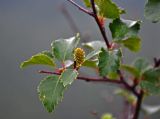 род Betula