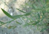 Linaria syspirensis