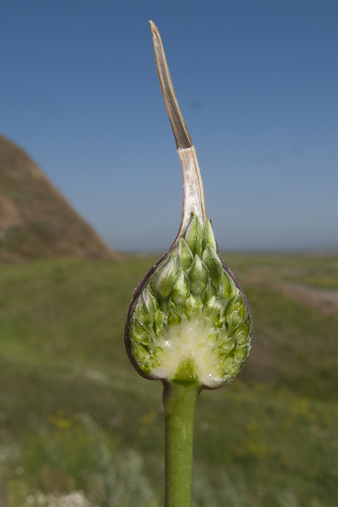 Image of Allium rotundum specimen.