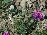 Oxytropis teres