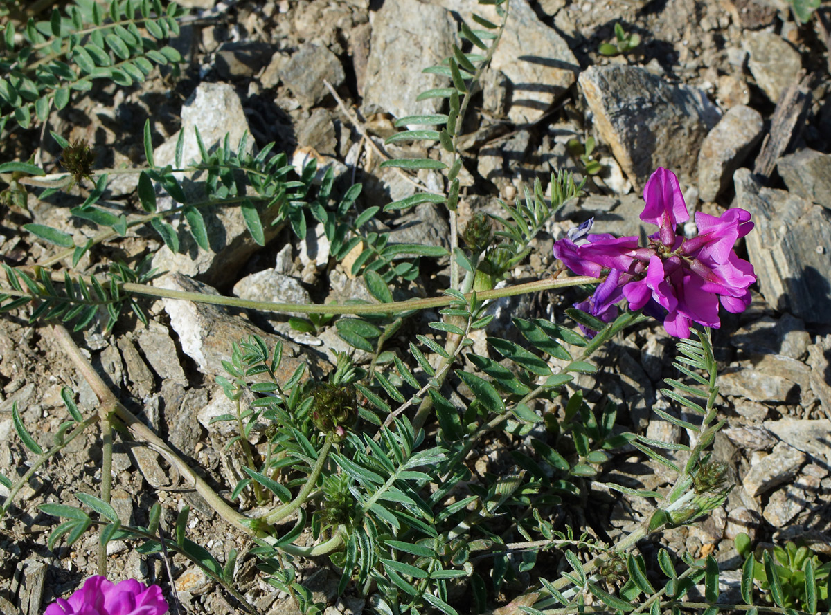 Image of Oxytropis teres specimen.