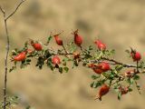 Rosa fedtschenkoana. Ветка плодоносящего кустарника. Казахстан, Туркестанская (Южно-Казахстанская) обл., Тюлькубасский р-н, южные окр. с. Жабаглы, государственный природный заповедник \"Аксу-Джабаглы\"; Западный Тянь-Шань, северный макросклон хр. Таласский Алатау, ущелье Талды-Булак; в кустарниковом ярусе светлого фруктового тугая, вдоль галереи из Malus sieversii, выс. 1350 м н.у.м. 24 августа 2018 г.