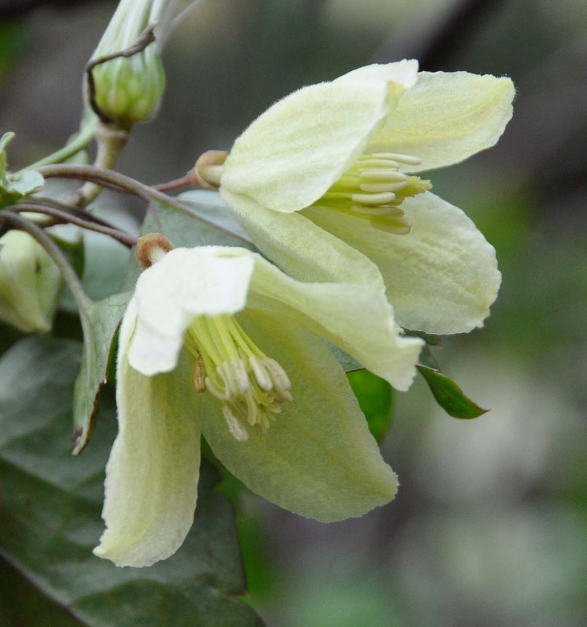 Изображение особи Clematis cirrhosa.