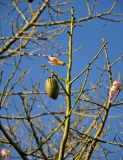 Ceiba speciosa. Верхушка ветви с распускающимся цветком и незрелым плодом. Турция, Анталья, в культуре. 31.12.2018.