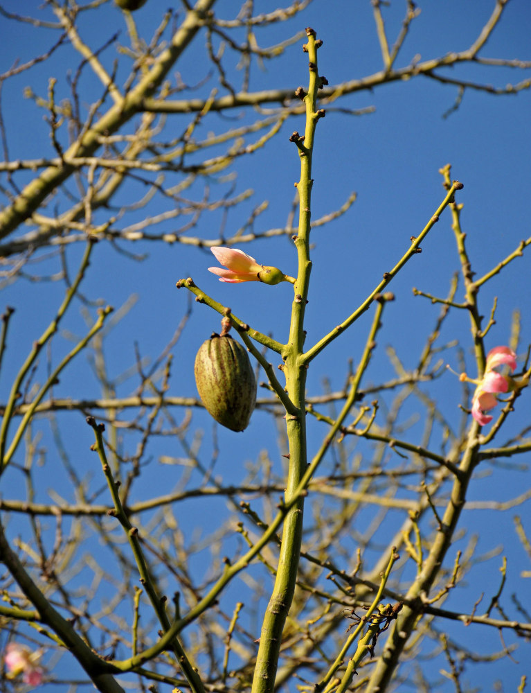 Изображение особи Ceiba speciosa.